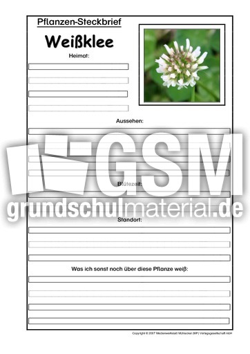 Pflanzensteckbrief-Weißklee.pdf